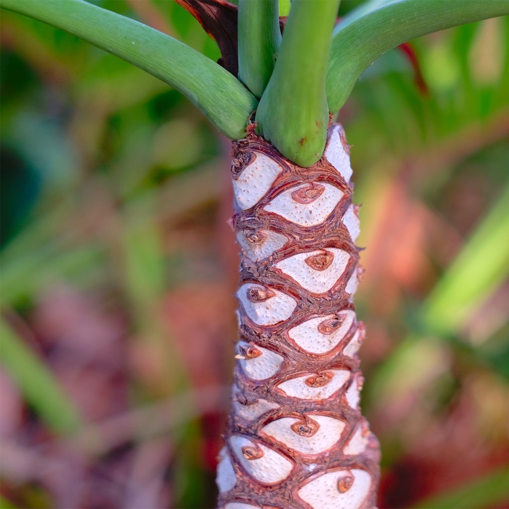 Philodendron xanadu - Thaumatophyllum xanadu