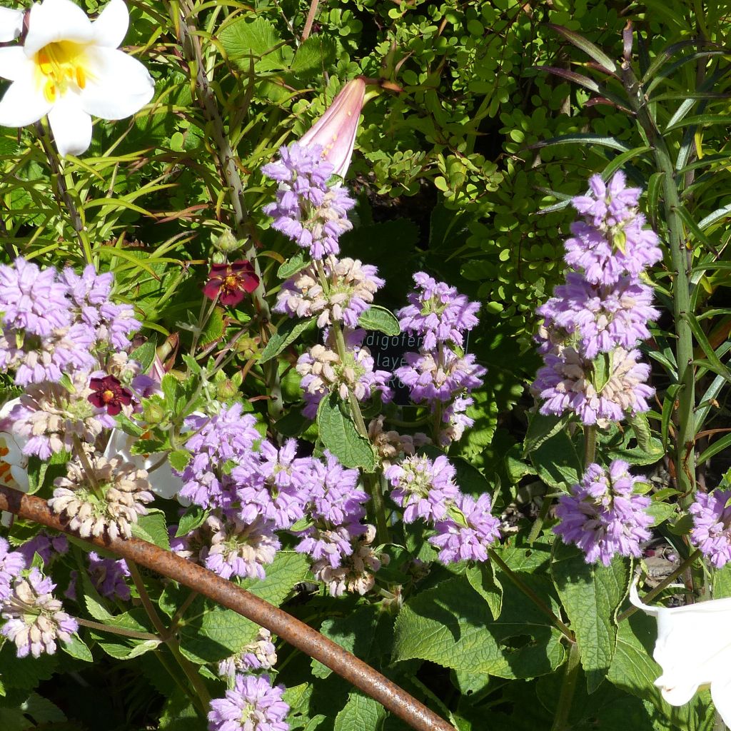 Phlomis cashmeriana - Phlomis du Cachemire