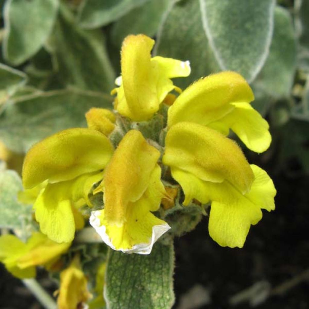 Phlomis fruticosa - Sauge de Jérusalem