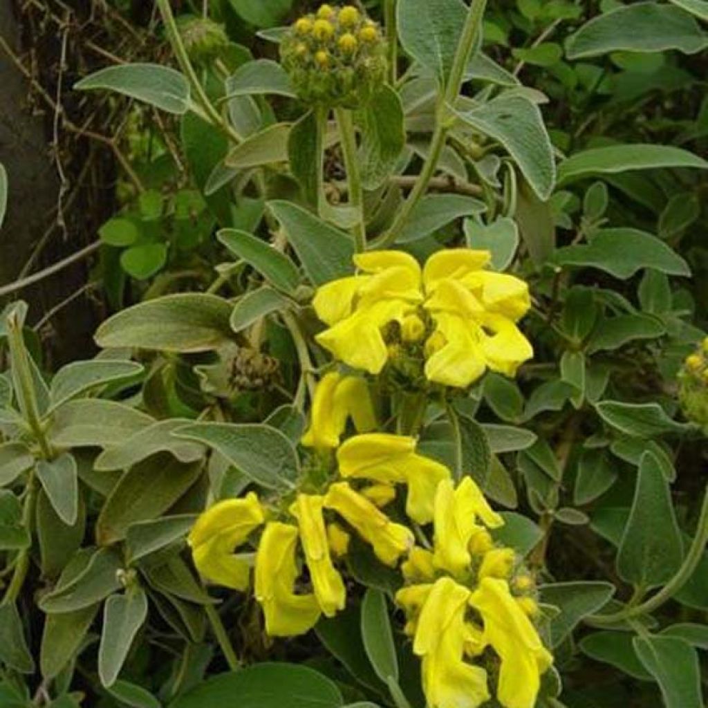 Phlomis fruticosa - Sauge de Jérusalem