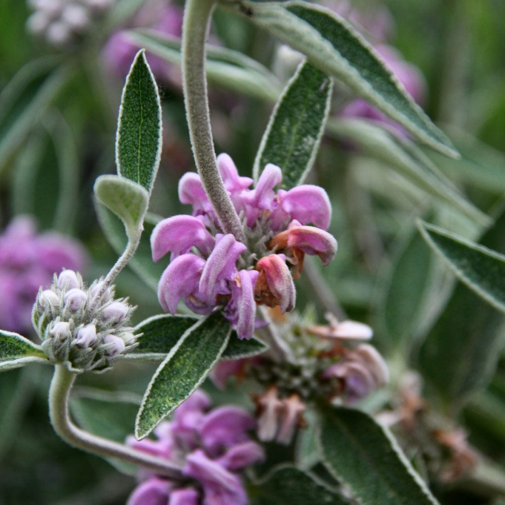 Phlomis purpurea - Sauge de Jérusalem pourpre