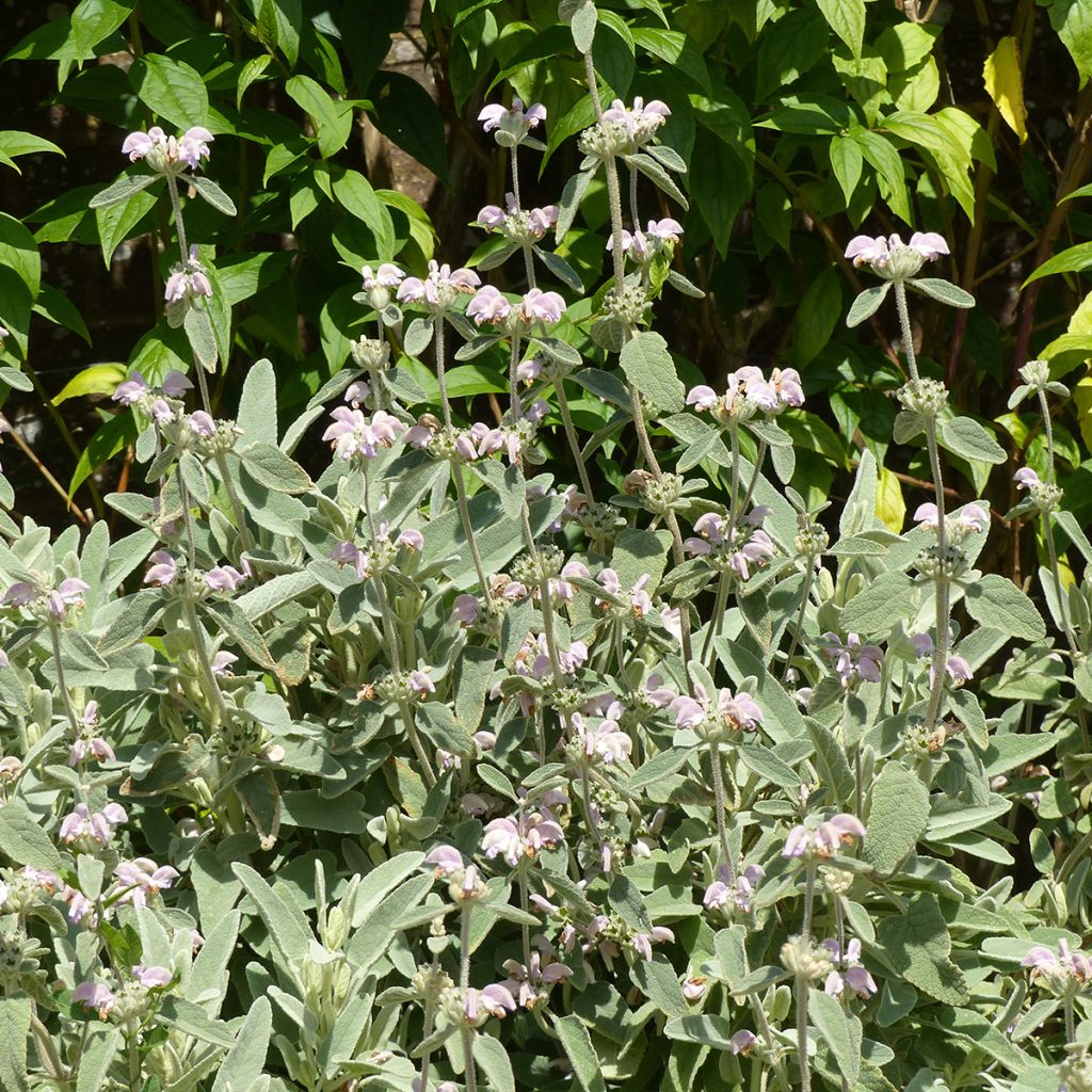 Phlomis purpurea - Sauge de Jérusalem pourpre