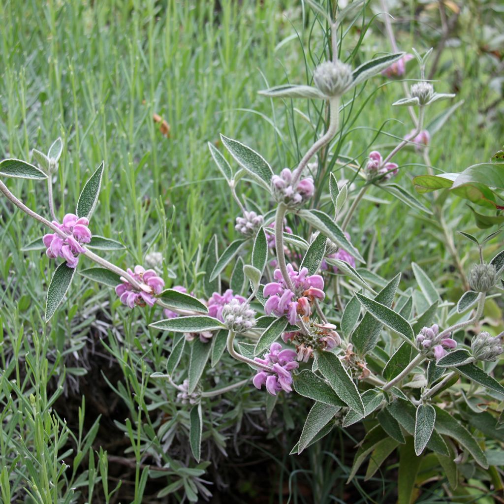 Phlomis purpurea - Sauge de Jérusalem pourpre