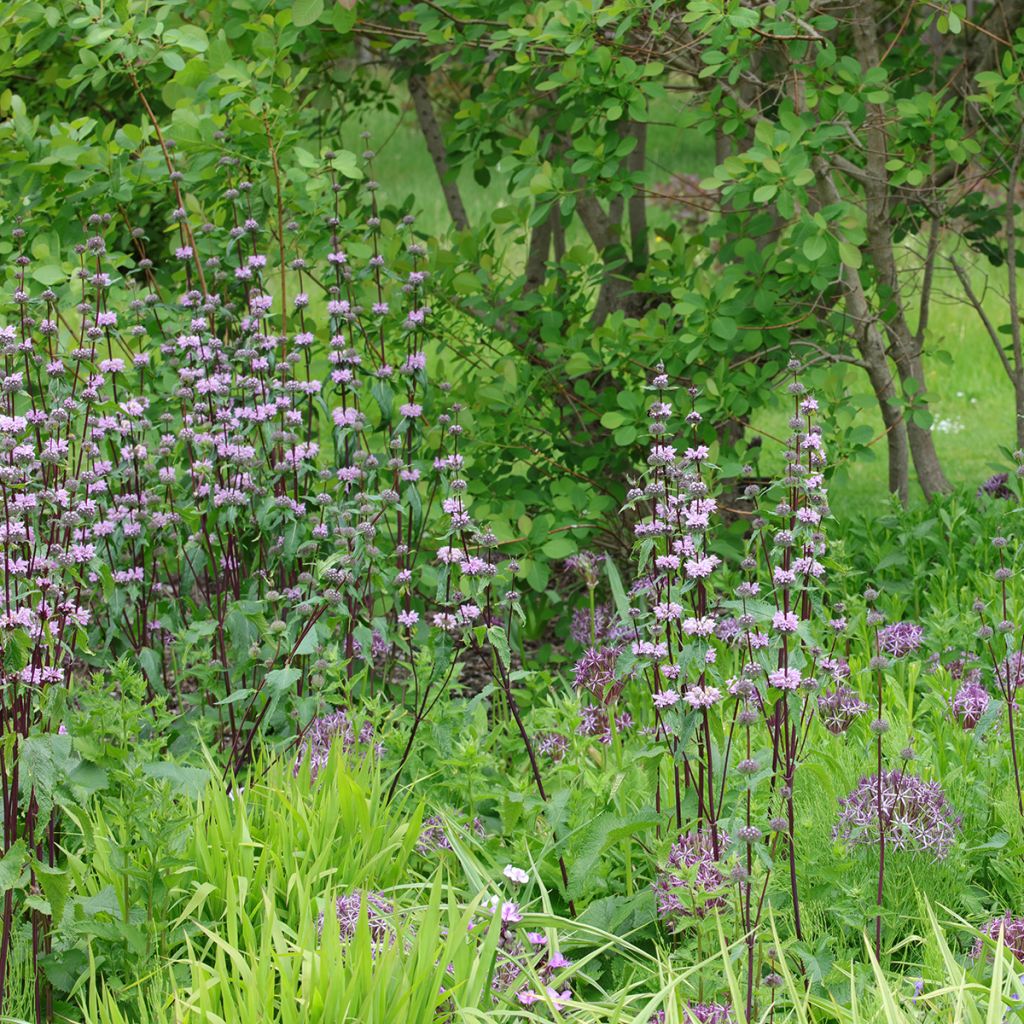 Phlomis tubéreux - Phlomis tuberosa Amazone