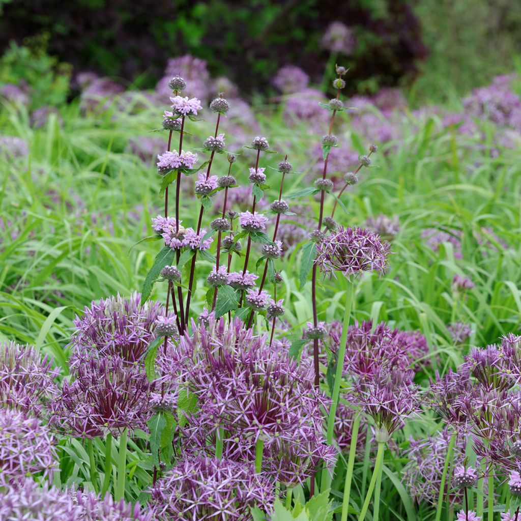 Phlomis tubéreux - Phlomis tuberosa Amazone