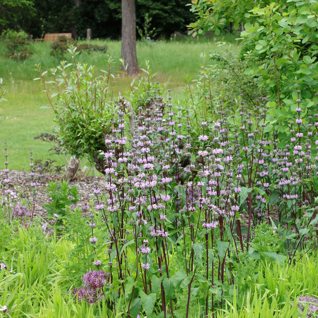 Phlomis tubéreux - Phlomis tuberosa Amazone