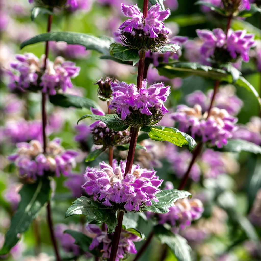 Phlomis tubéreux - Phlomis tuberosa Amazone