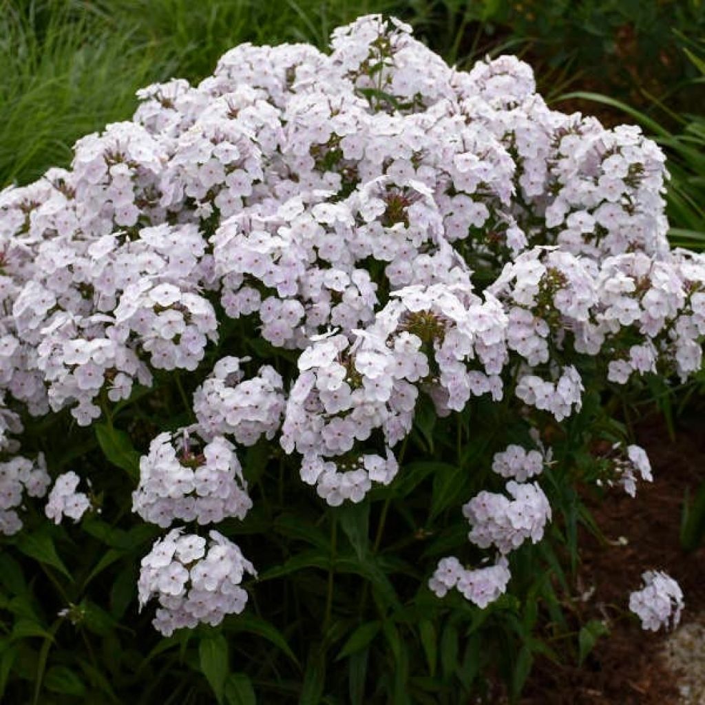 Phlox Fashionably Early Crystal - Phlox hybride