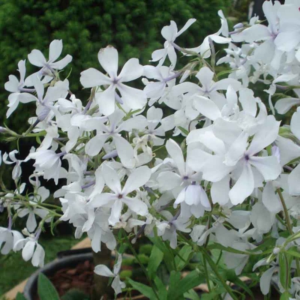 Phlox divaricata White Perfume