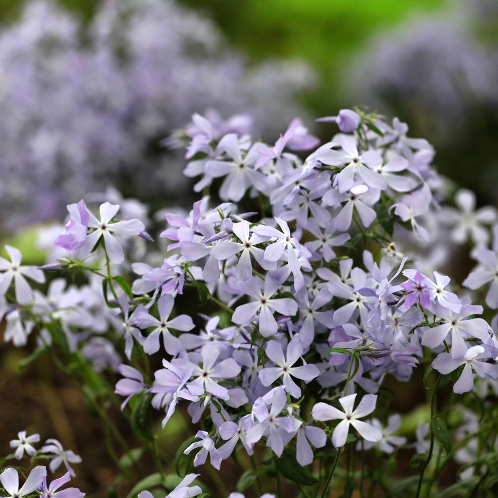 Phlox divaricata Clouds of Perfume