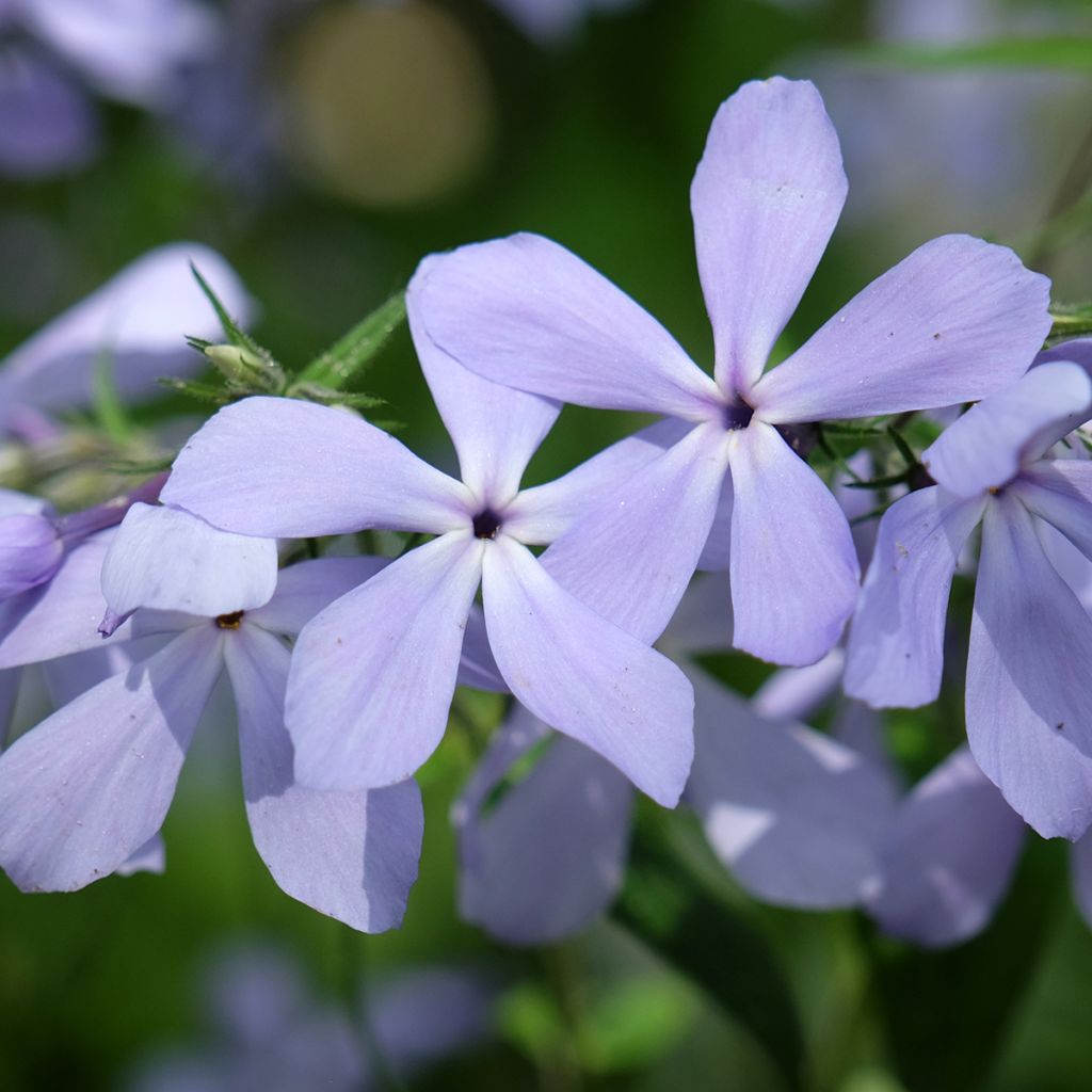 Phlox divaricata Clouds of Perfume