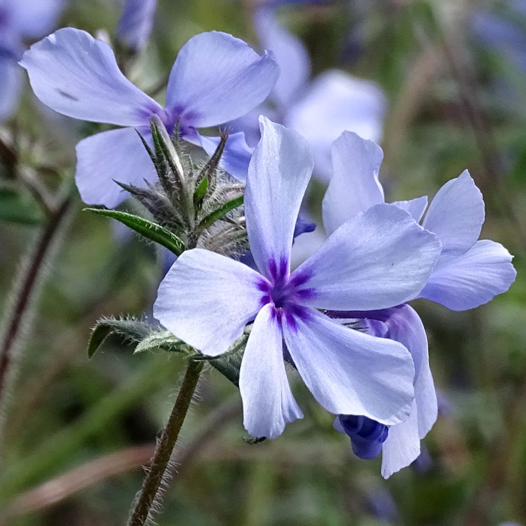 Phlox divaricata Chattahoochee