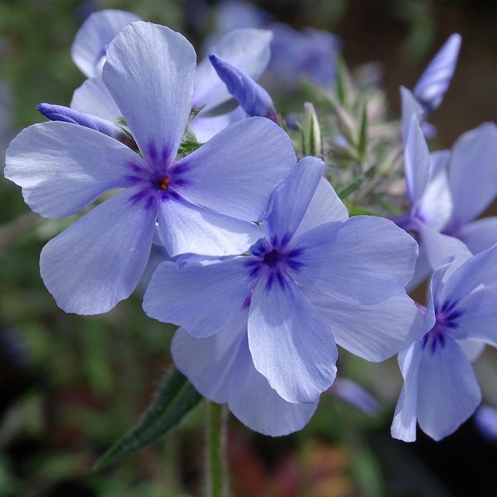 Phlox divaricata Chattahoochee