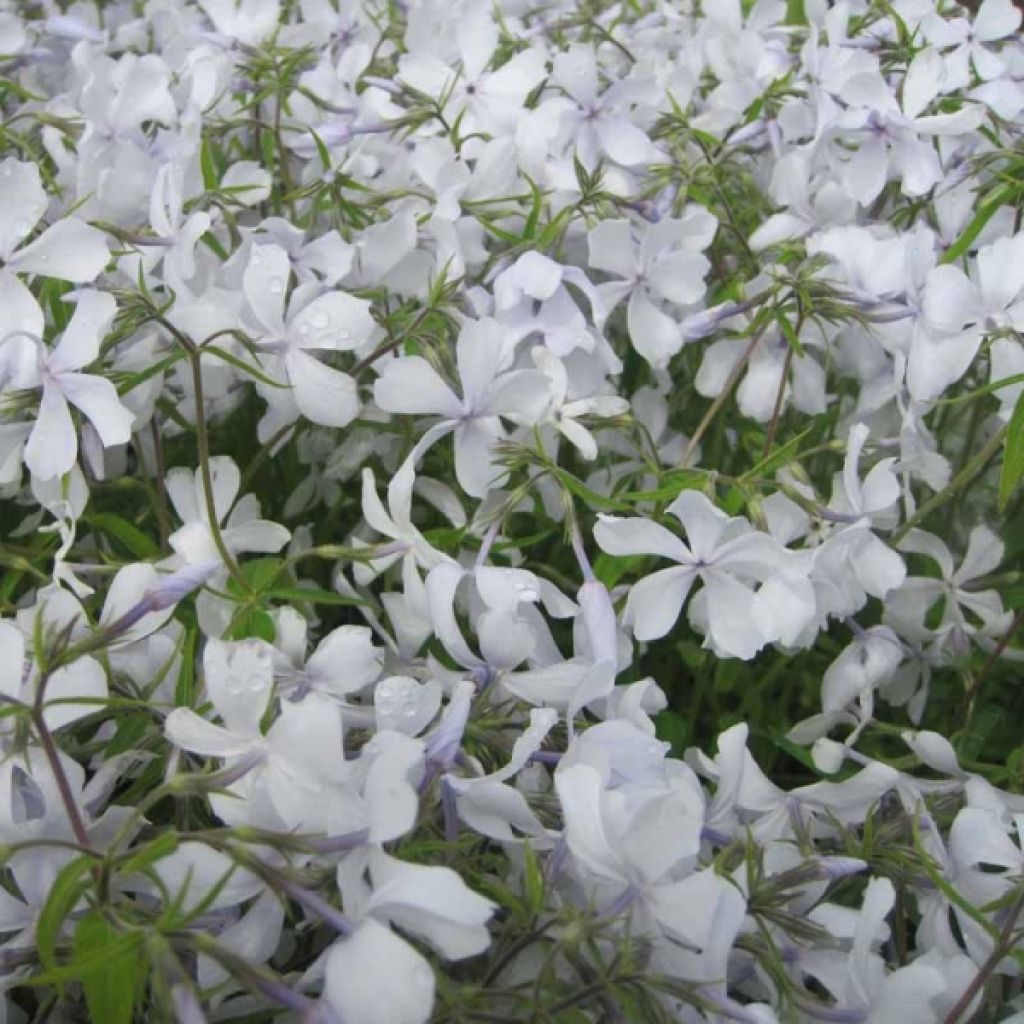 Phlox divaricata White Perfume