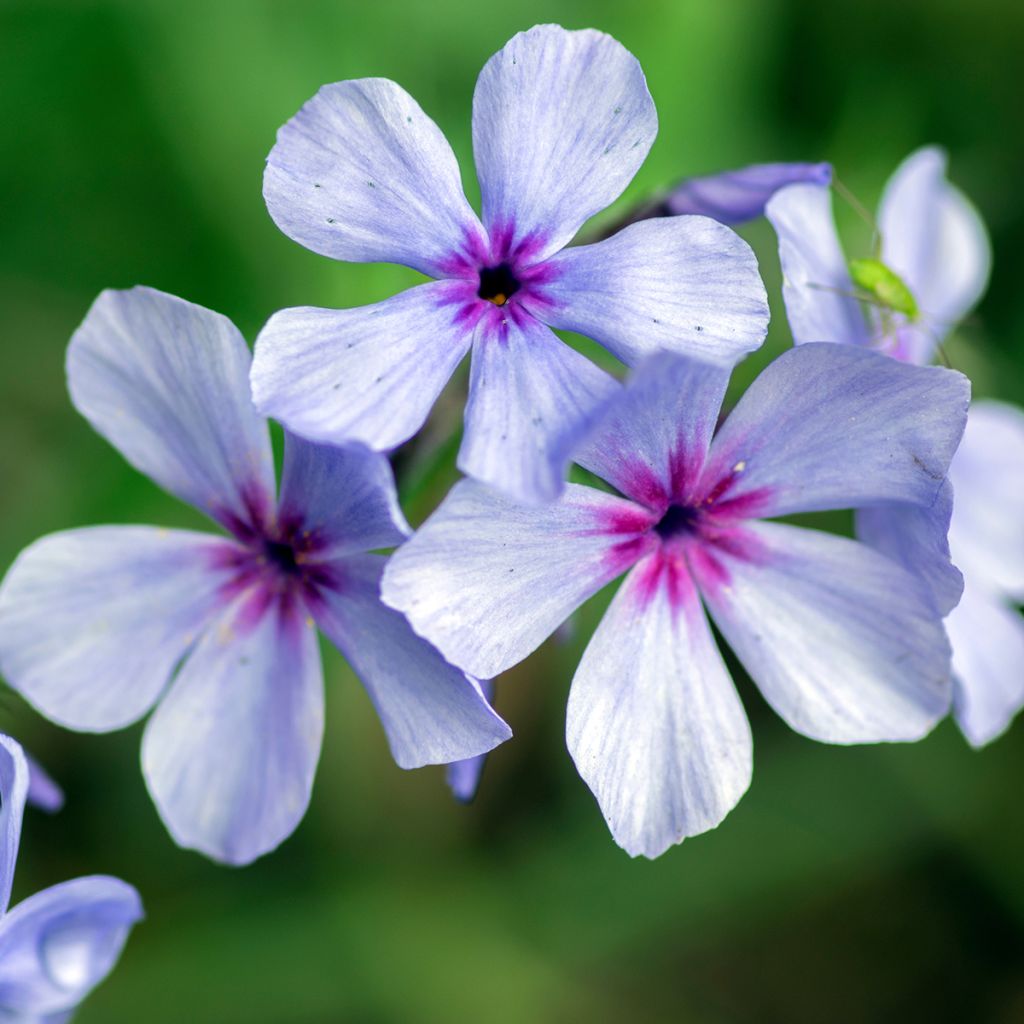 Phlox divaricata Chattahoochee