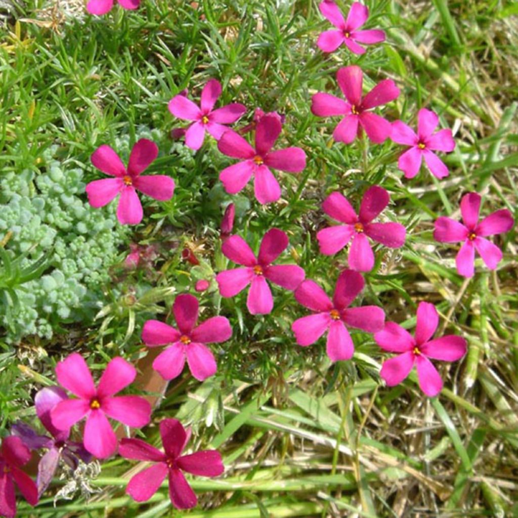 Phlox douglasii Ochsenblut - Phlox mousse