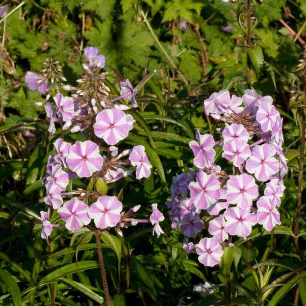 Phlox maculata Natasha