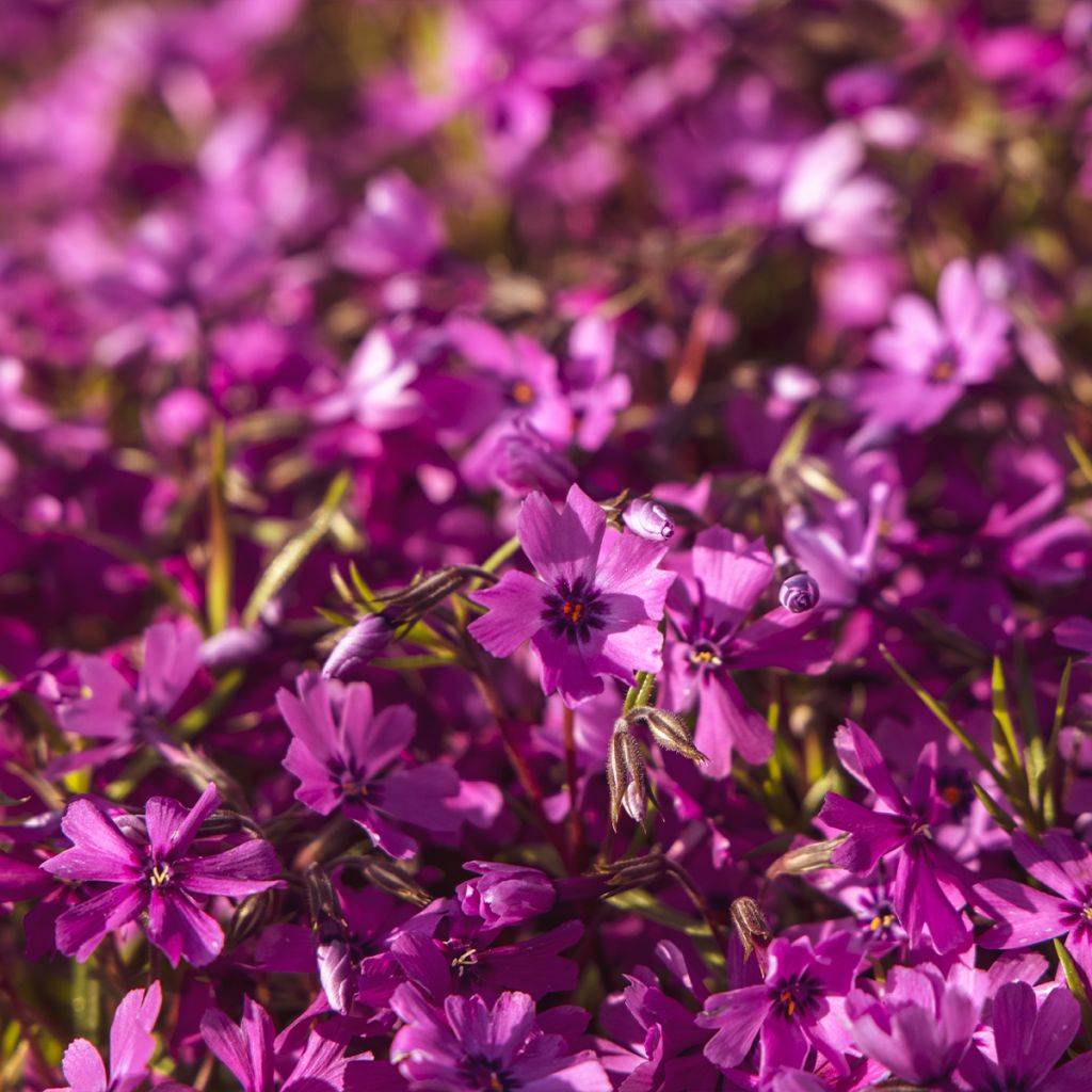 Phlox mousse Atropurpurea - Phlox subulata