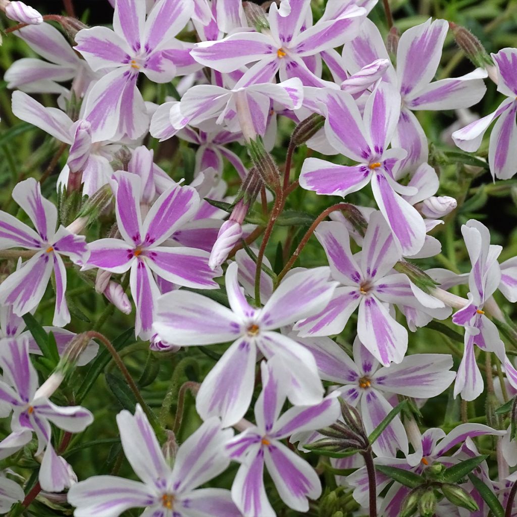 Phlox mousse Candy Stripes - Phlox subulata