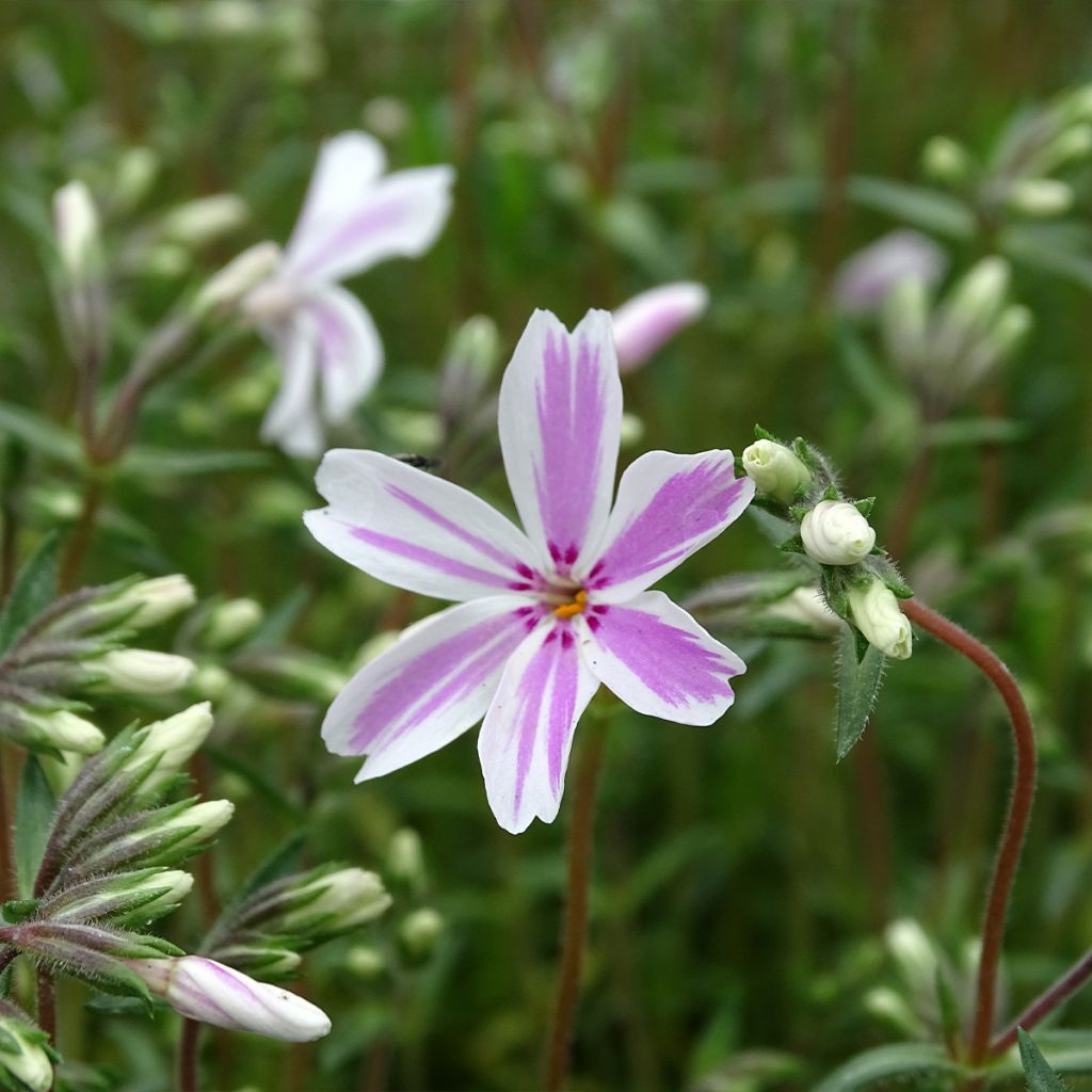 Phlox mousse Candy Stripes - Phlox subulata