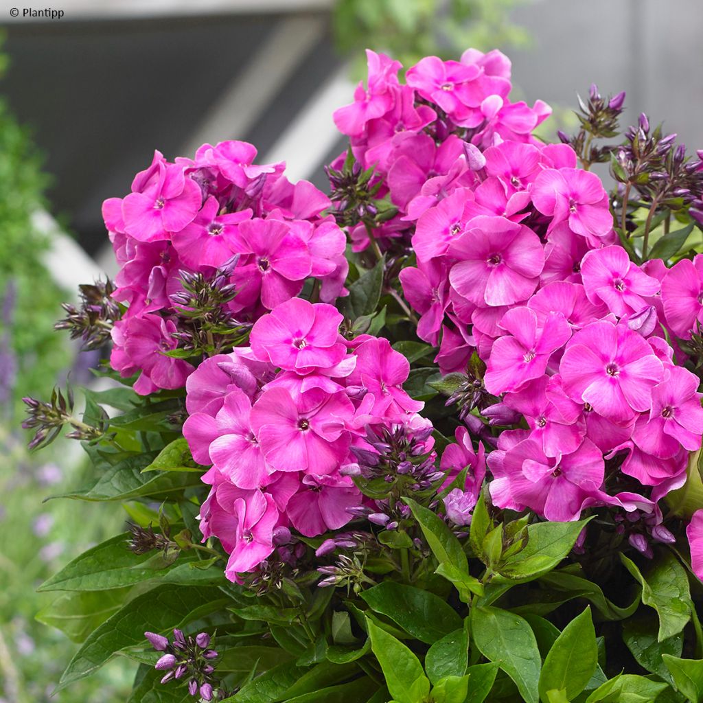 Phlox paniculata Bambini Primadonna