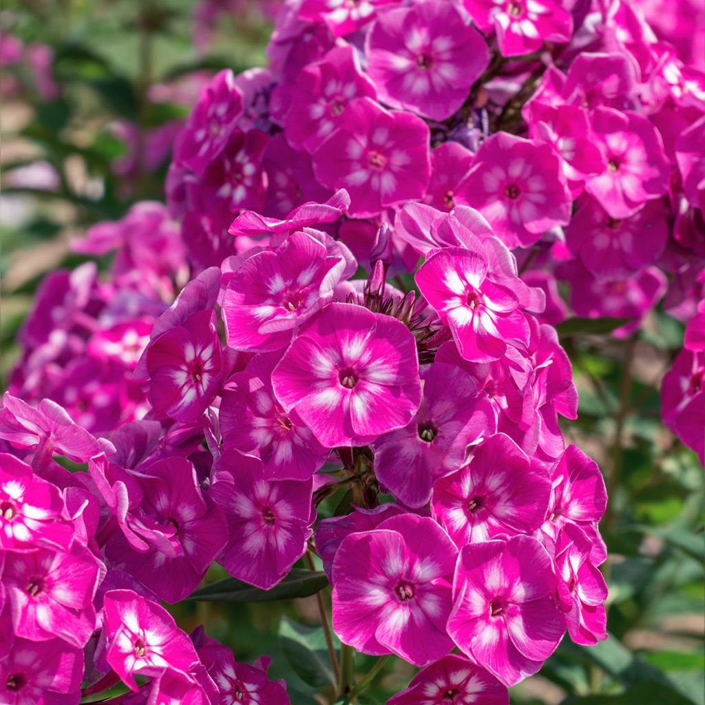 Phlox paniculata Bambini Sweet Tart