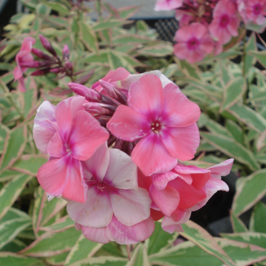 Phlox paniculata Becky Towe