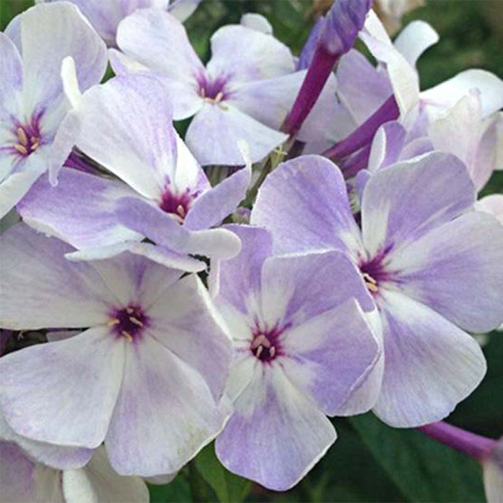 Phlox paniculata Blue Flame