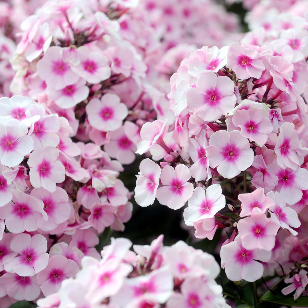 Phlox paniculata Europa