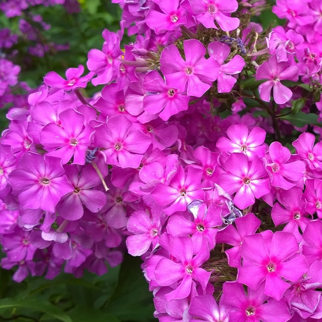 Phlox paniculata Famous Purple