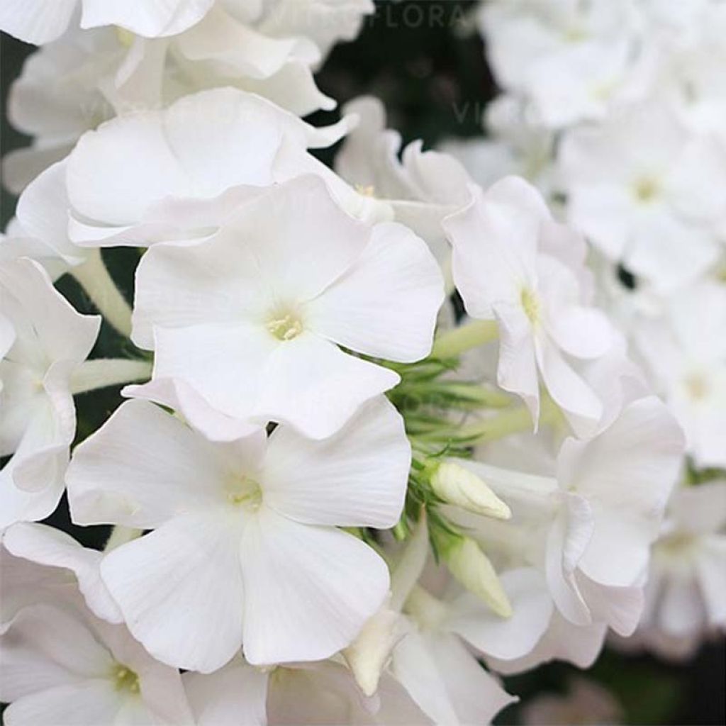 Phlox paniculata Flame White Imp. - Phlox paniculé