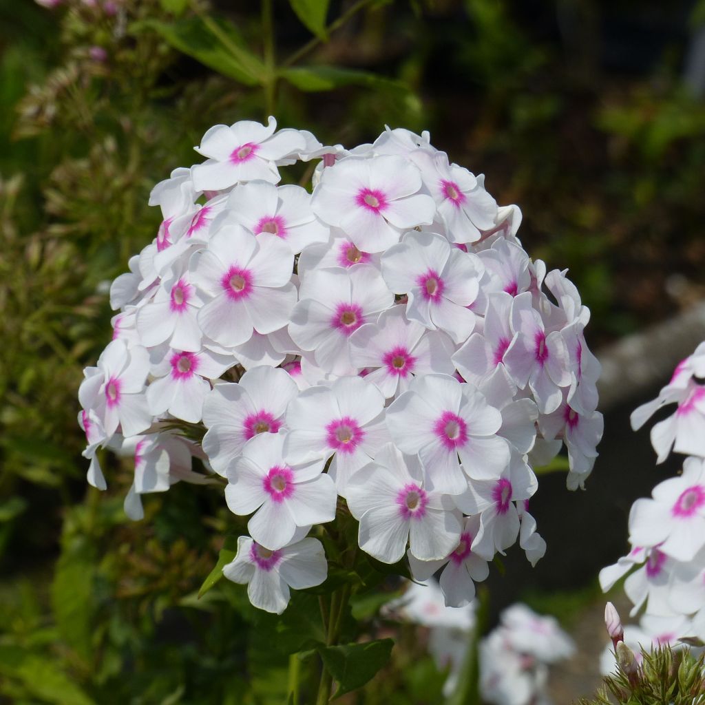 Phlox paniculata Graf Zeppelin - Phlox paniculé blanc à oeil rose carmin