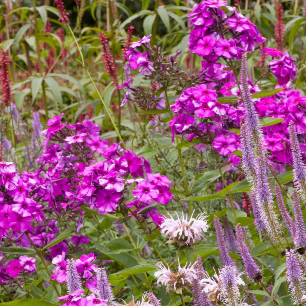 Phlox paniculata Judy - Phlox paniculé rose vrai