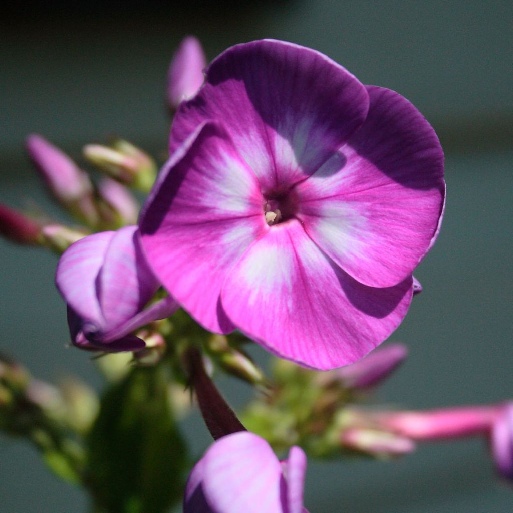 Phlox paniculata Laura - Phlox paniculé rose magenta à centre blanc