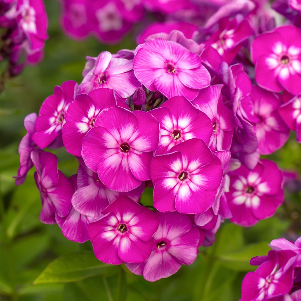 Phlox paniculata Modern Art