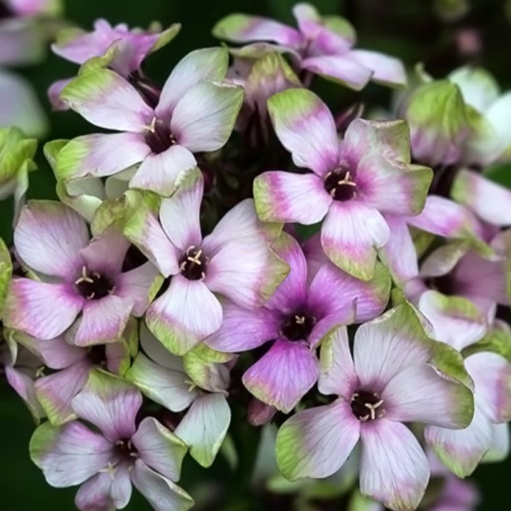 Phlox paniculata Mystic Green