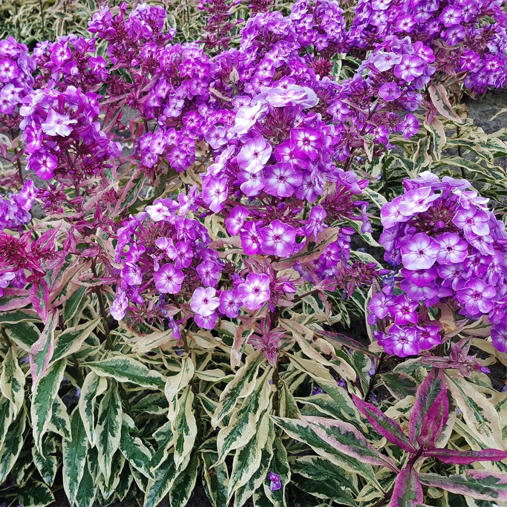 Phlox paniculata Olympus