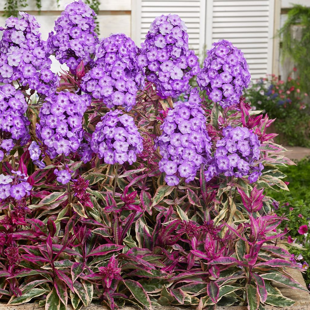 Phlox paniculata Olympus