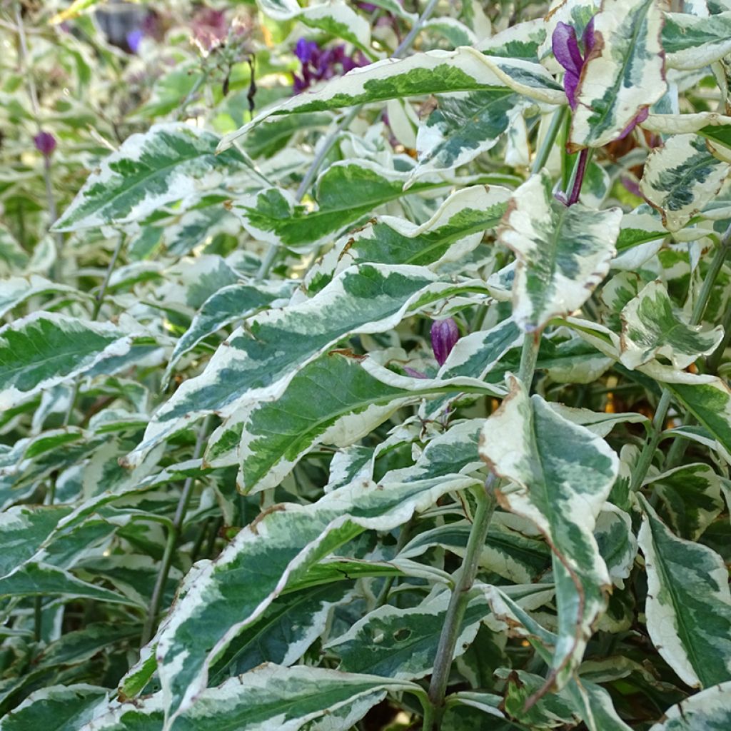 Phlox paniculata Olympus