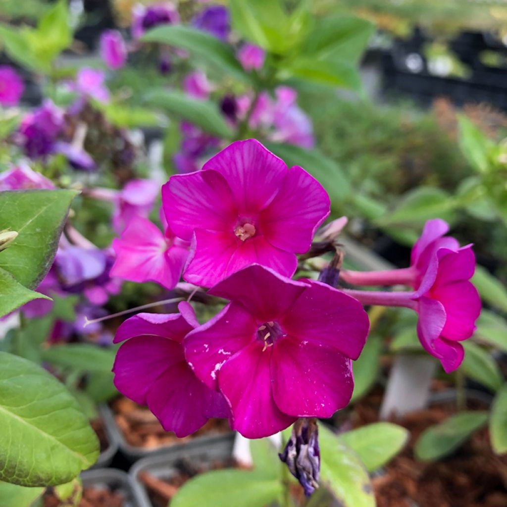 Phlox paniculata Purple Flame