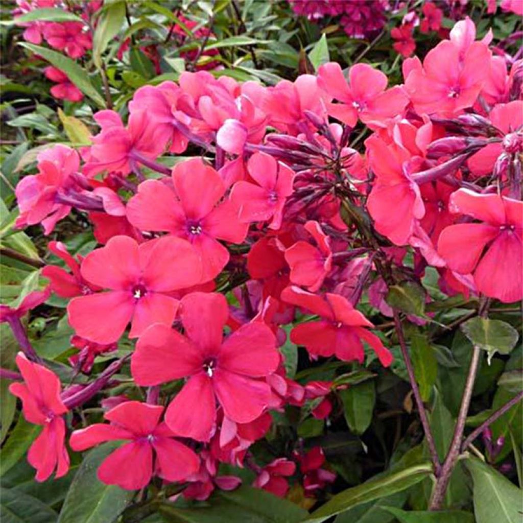 Phlox paniculata Starfire