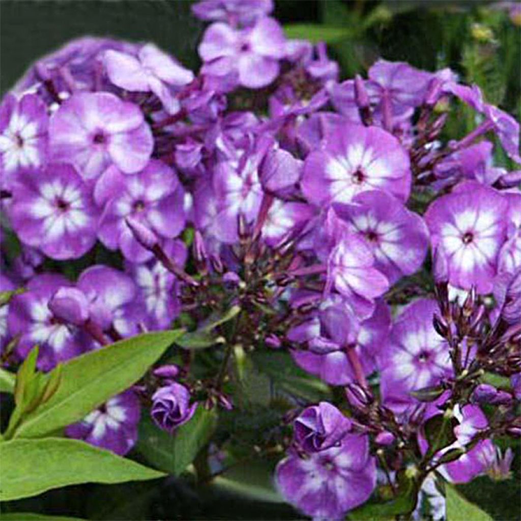 Phlox paniculata Uspech