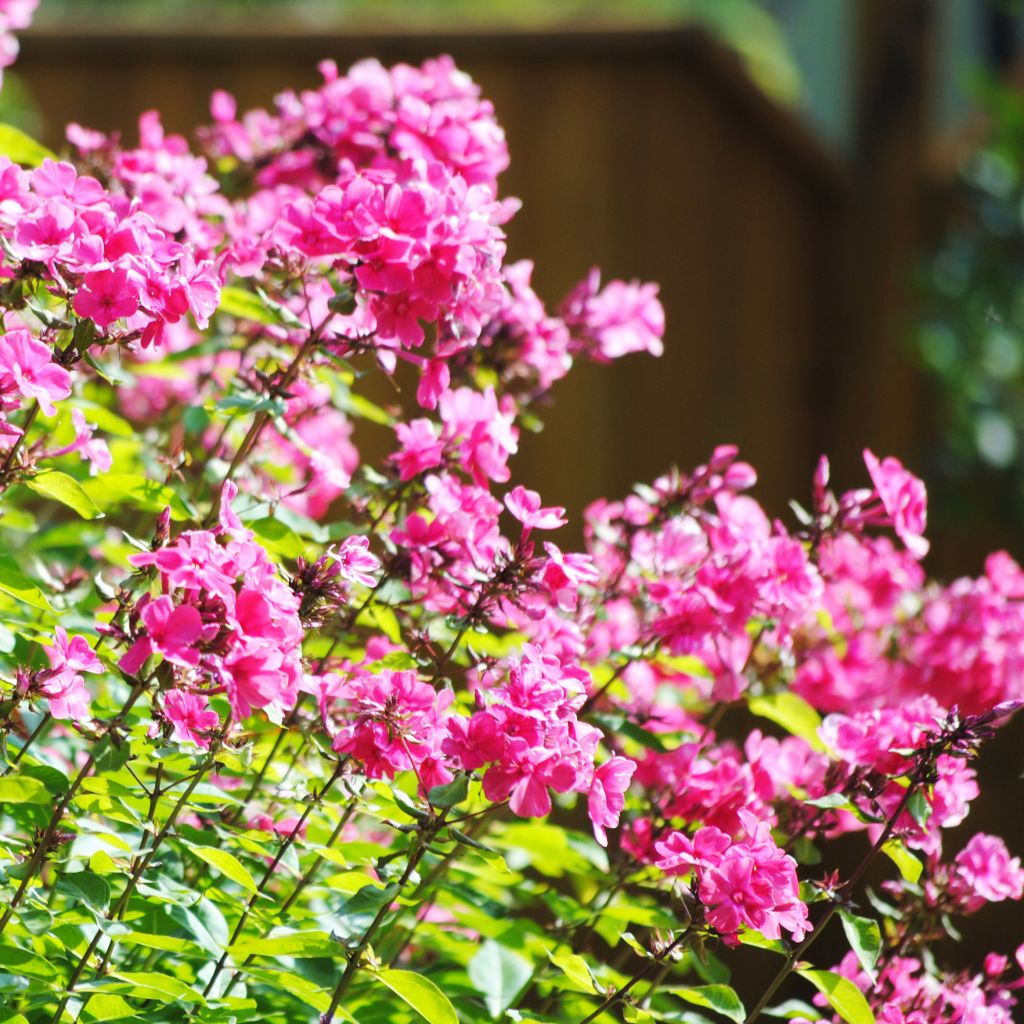 Phlox paniculata Windsor - Phlox paniculé rose vif