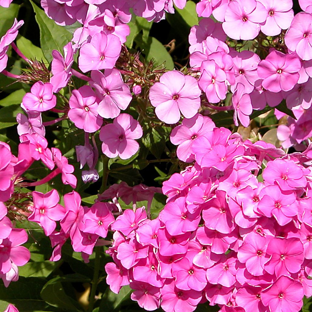 Phlox paniculata Windsor - Phlox paniculé rose vif