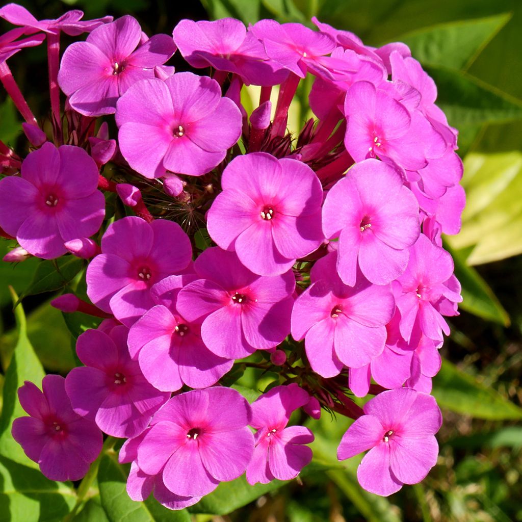 Phlox paniculata Younique Cerise