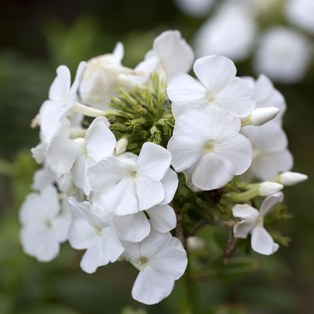 Phlox paniculata Younique White