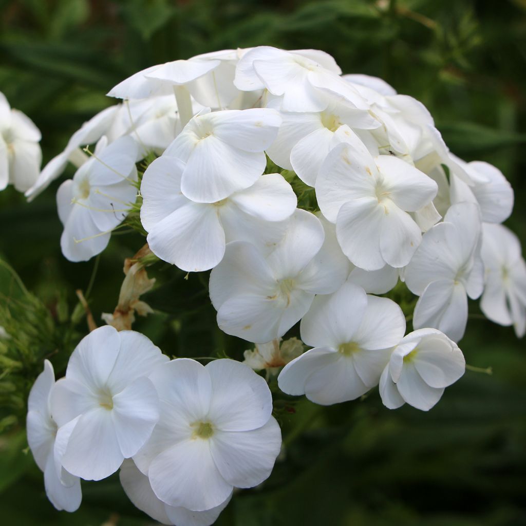 Phlox paniculata Younique White