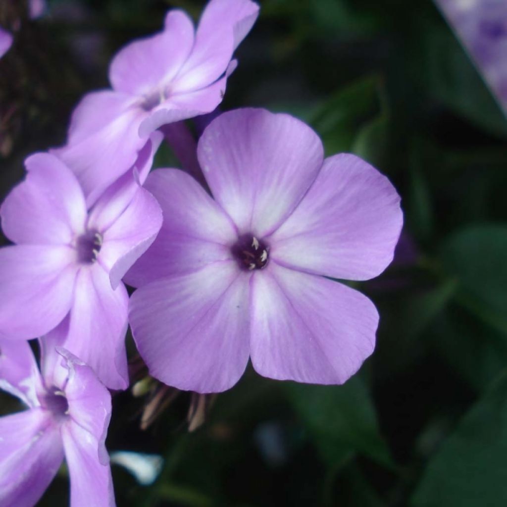 Phlox paniculata Violet Flame