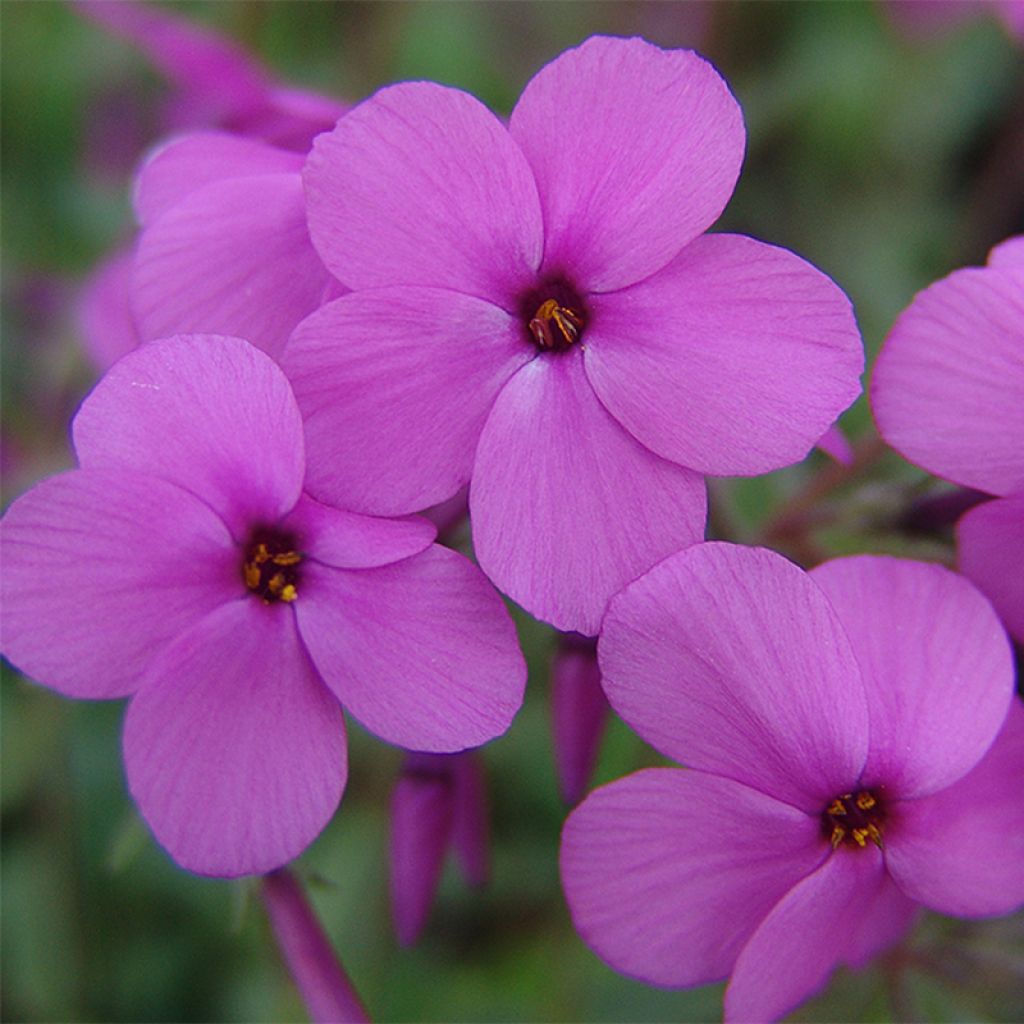 Phlox stolonifera Home Fires - Phlox rampant