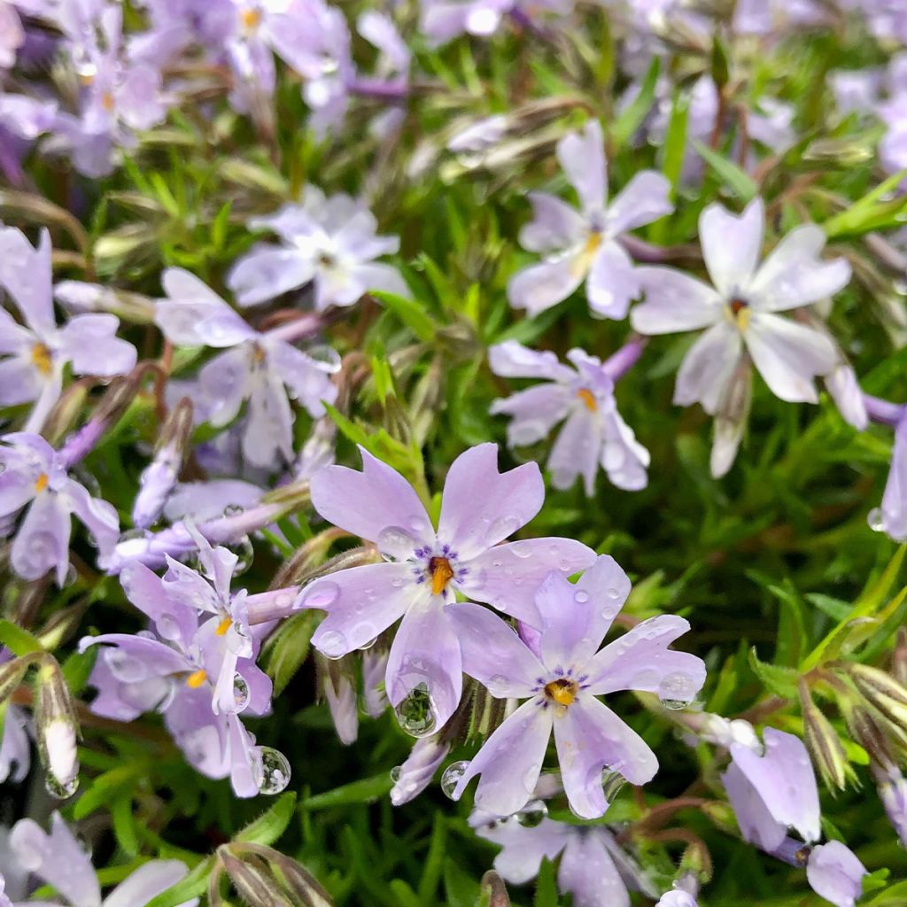 Phlox subulata Emerald Cushion Blue - Phlox mousse bleu clair